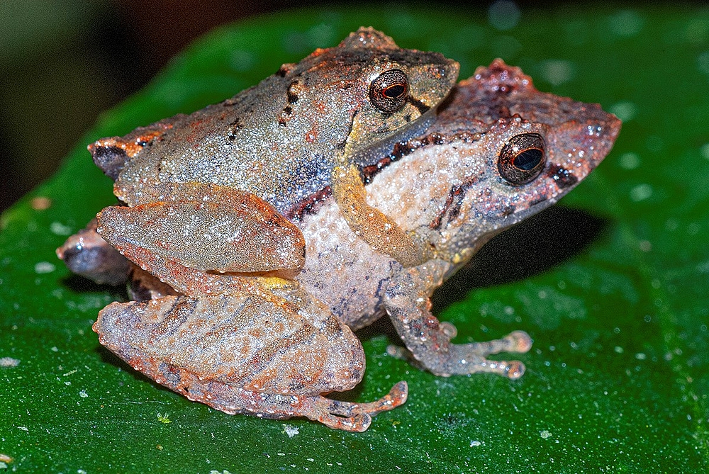 Żaba Pristimantis koki siedząca na grzbiecie drugiego osobnika tego samego gatunku